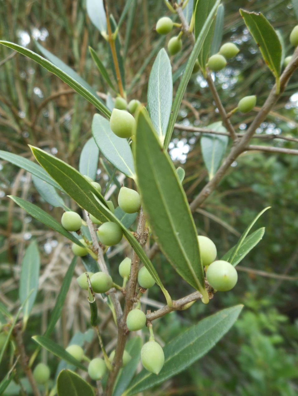 Phillyrea angustifolia L./ Ilatro sottile